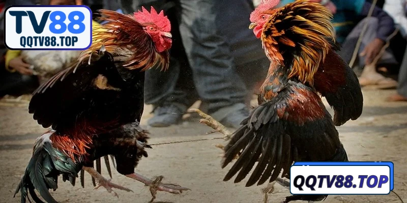 Các hình thức đá gà TV88 phổ biến hiện nay
