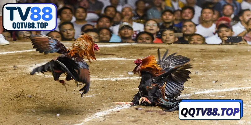 Chia sẻ kinh nghiệm tham gia đá gà TV88 hiệu quả