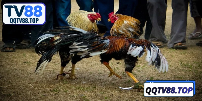 Đá gà TV88 hấp dẫn nhờ hệ thống cược đa dạng, tỷ lệ thưởng rõ ràng